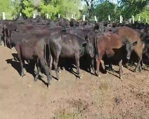 Lote 80 Terneras en Villaguay, Entre Ríos