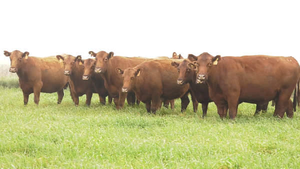 Lote VACAS  ANGUS COLORADAS MAS  C/ GTIA DE PREÑEZ