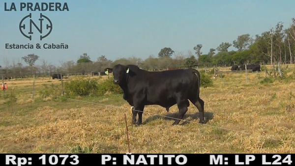 Lote Toro