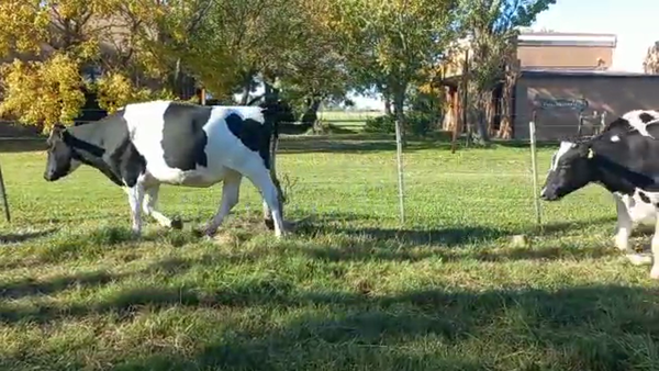 Lote Vaquillonas Preñadas- Elvira Julia S.R.L