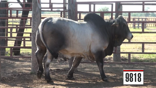 Lote Brahman