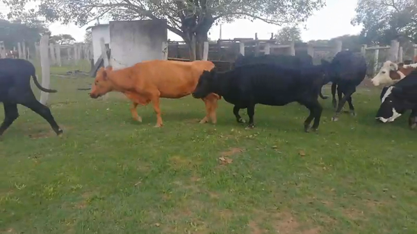 Lote 42 Vacas de invernar en Federal, Entre Ríos