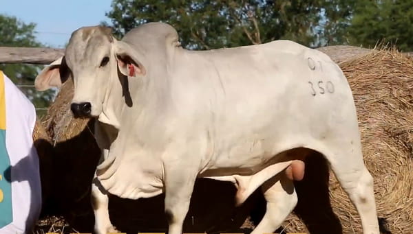 Lote TOROS DE 2 AÑOS