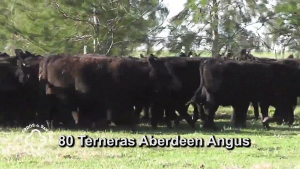 Lote Terneras Aberdeen Angus