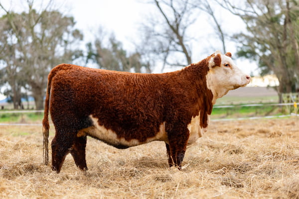 Lote ORDEN  6 VAQUILLONAS PP