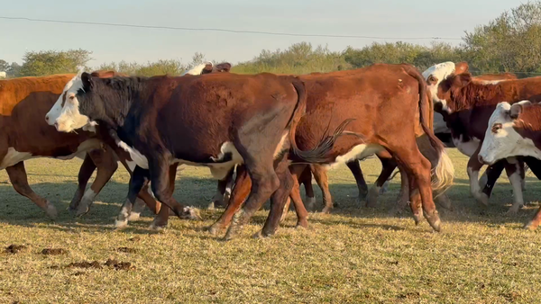 Lote 140 Vientres en Corrientes, Mercedes