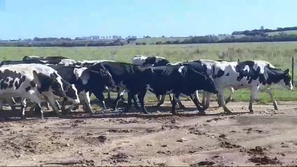 Lote (Vendido)41 Novillos Holando HOLANDO 395kg -  en SAN PEDRO