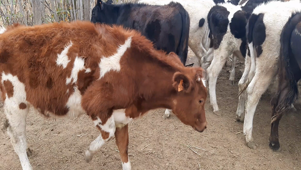 Lote 10 Terneros en Sunchales, Santa Fe