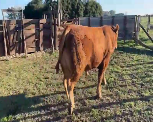Lote 1 Toros reproductor en Gral. Rodríguez, Buenos Aires