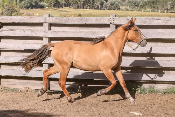 Lote FEDERAL SORPRENDIDA