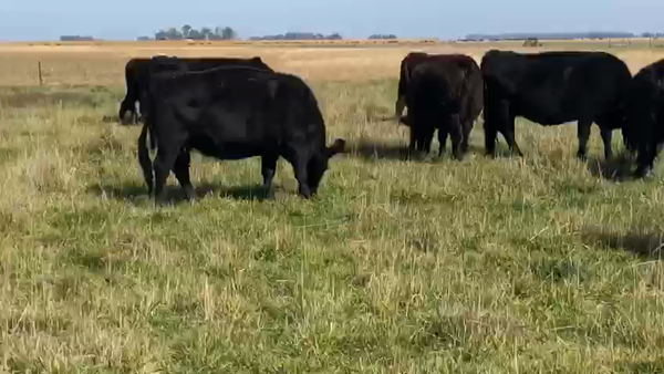 Lote 30 Vacas usadas preñadas en Azul, Buenos Aires