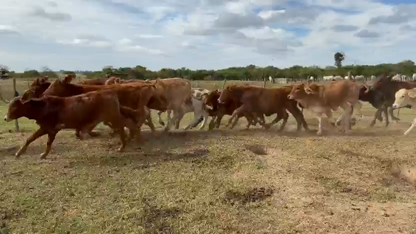 Lote 150 Terneros/as en Corrientes, Tapebicuá