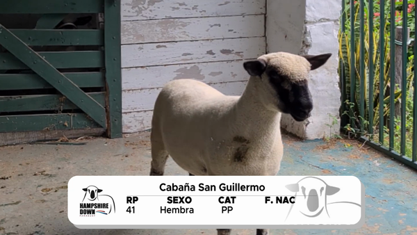 Lote LOTE 2 A CAMPO - RP 41
