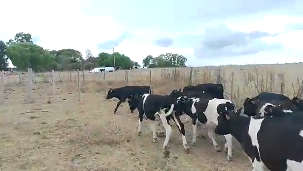 Lote 14 Terneros HOL en Mundo Azul