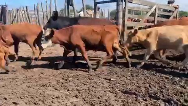 Lote 130 Terneros/as en La Paz, Entre Ríos