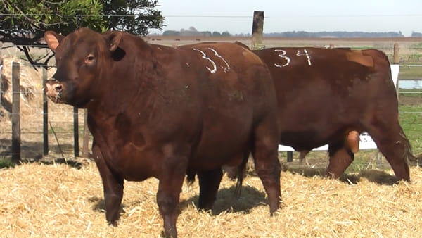 Lote Toros PC Colorado