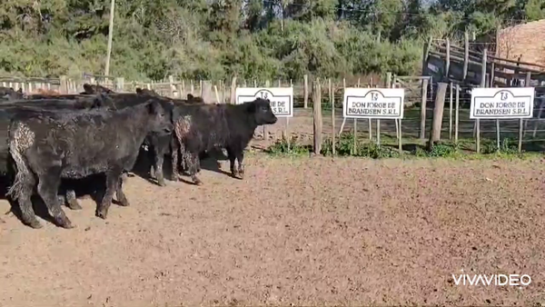 Lote 38 Vaquillonas en Brandsen, Buenos Aires
