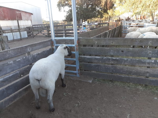 Lote 1 Carnero 2 dientes en Colonia