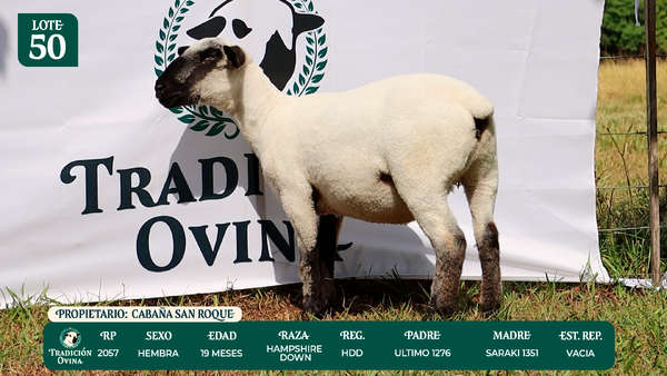 Lote LOTE 50
