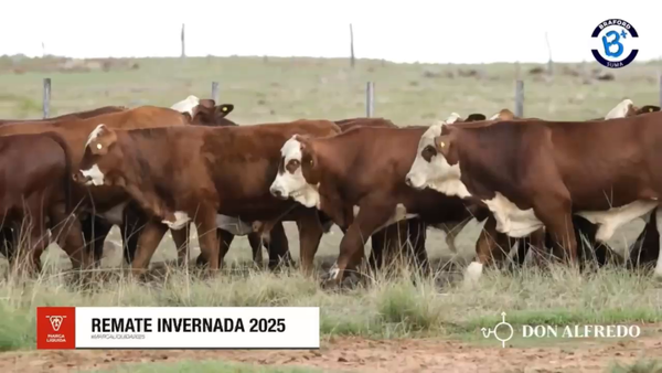 Lote 100 Terneros en Corrientes, Mercedes