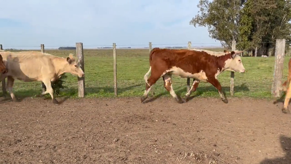 Lote Vacas Preñadas