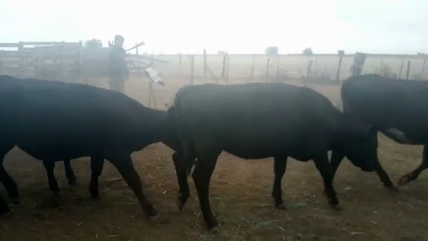 Lote (Vendido)36 Vaquillonas 1 a 2 años CRUZAS CARNICERAS 230kg -  en A 6 KMS RUTA 1 Y A POCO DE COSMOPOLITA