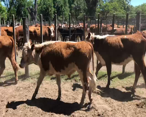 Lote 40 Novillos en Cerro Largo, Cerro Largo