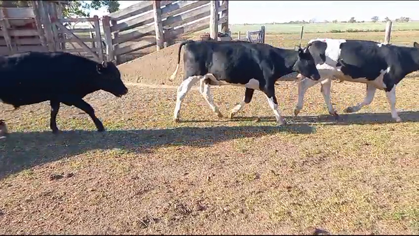Lote 30 Novillitos Holando Argentino en Fidela, Santa Fe