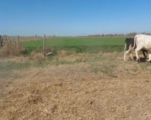 Lote VAQUILLONAS PARA ENTORAR ZENLCUSEN Y AMHERDT