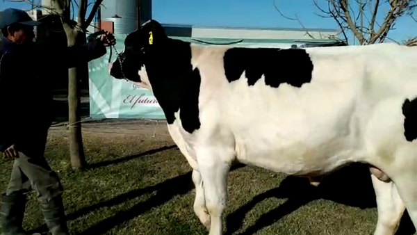 Lote La Travesia - Toro RP 19