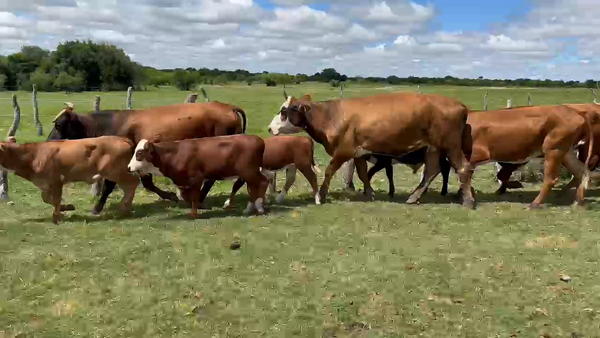 Lote 100 Vacas nuevas C/ cria