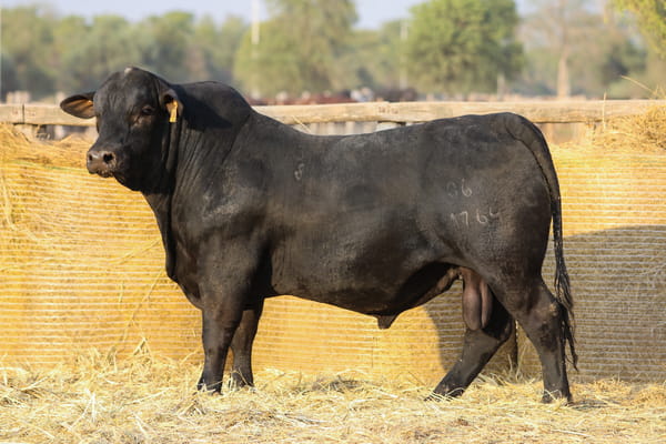 Lote LOTE 36