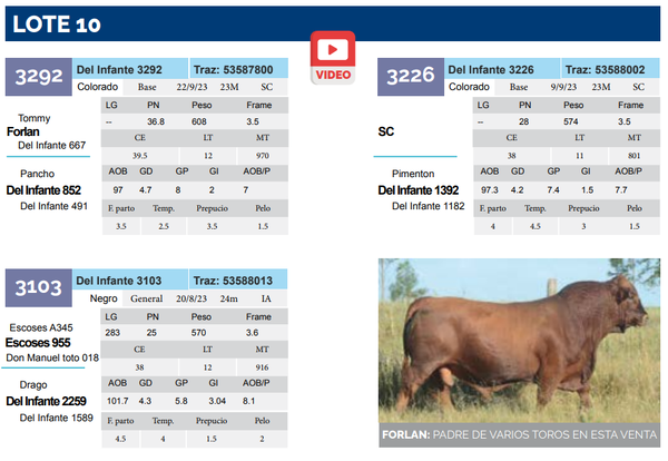 Lote Lote 10