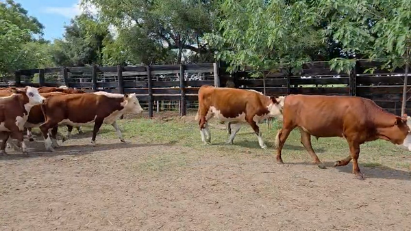 Lote 77 Novillos