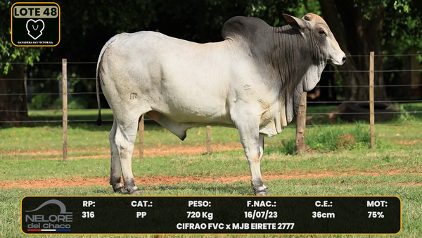 Lote LOTE 48