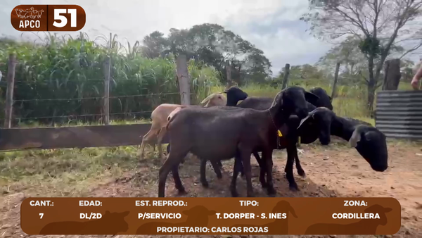 Lote LOTE 51 -POR PANTALLA