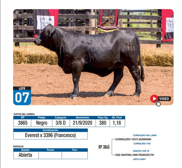 Lote Everest x 3396 (Francesco)