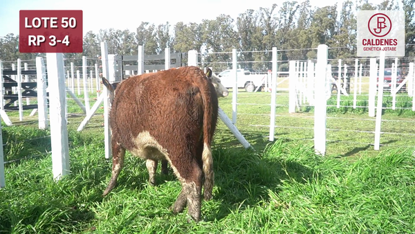 Lote VAQUILLONAS PR PREÑADAS PARICIÓN PRIMAVERA SELECCIONADAS
