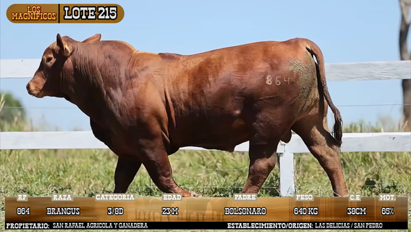 Lote LOTE 215 - VIVO
