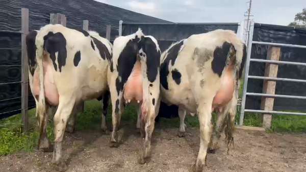 Lote 4 Vaquillonas  450kg - , San José