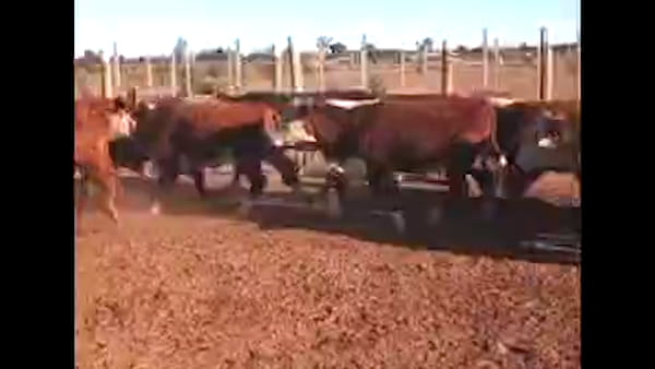 Lote 65  Novillitos y vaquillonas