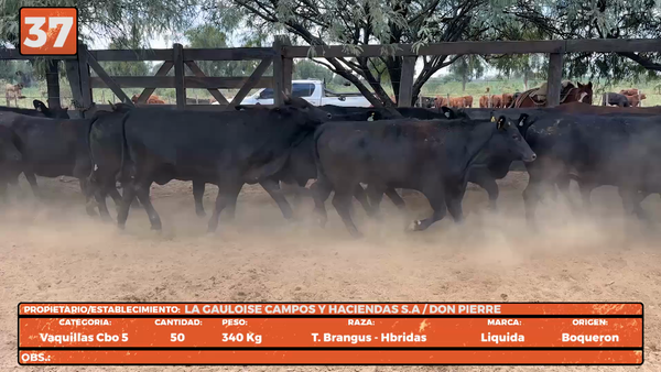 Lote LOTE 37