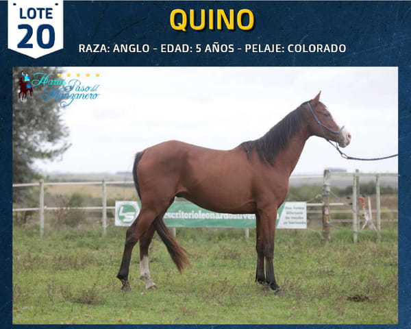 Lote QUINO