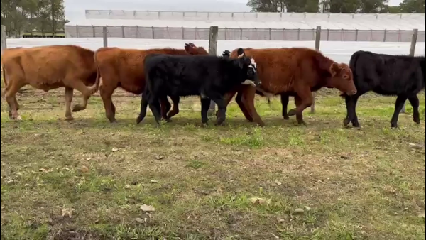 Lote TERNEROS Y TERNERAS