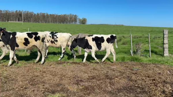 Lote NOVILLOS 1 a 2 AÑOS