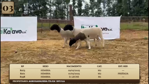 Lote LOTE 3