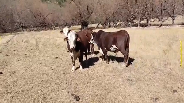 Lote 3 Toros de invernar