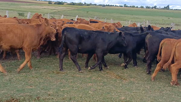 Lote 68 Terneras en Diamante, Entre Ríos