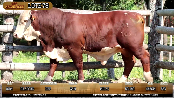 Lote LOTE 78