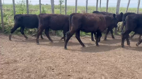 Lote 10 Terneros, San José